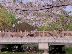-顾村公园
