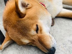 -柴犬高等学院·狗咖·柴犬售卖·宠物训练