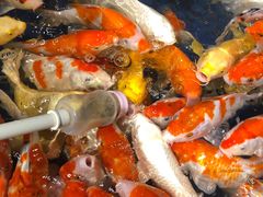 -昆明大悦城未来动物城(螺蛳湾中心店)