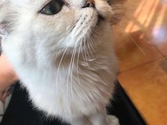 -more than meow吴止猫主题餐厅(承德 中船汇店)