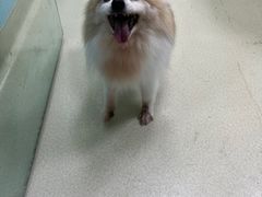 -天宠宠物医院24小时·急重症诊疗中心·全科·腔镜特色(和平分院)