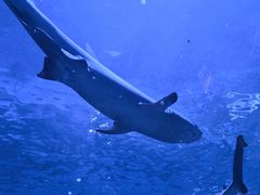 -上海海洋水族馆
