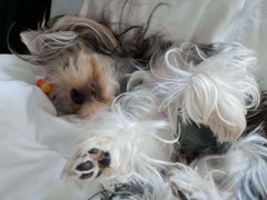 -PETKIT 小佩宠物·低压洗护·美容·寄养(安远店)