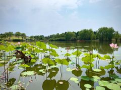 -合肥滨湖国家森林公园