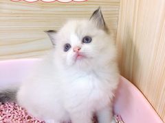 -十年猫舍·猫咪专门店(普陀店)