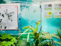 -上海大自然野生昆虫馆