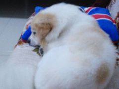 -严国平动物医院(德政总院)