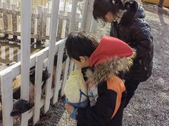 -前小桔亲子创意农场·草莓采摘·露营烧烤