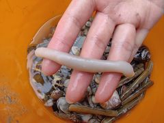 -红树林天天赶海