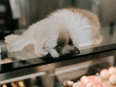 -咖法森林·咖啡  酒吧(天河店)