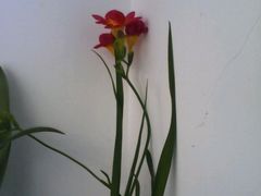 -丹香(乳山利群店)