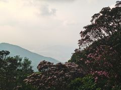 -梧桐山风景名胜区