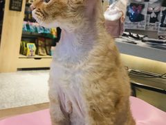 -momokira米努特·德文卷毛猫·棉花面纱犬