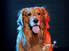 -超宠爱宠物摄影-Super pet