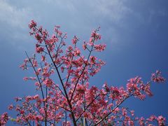 -莲花山公园