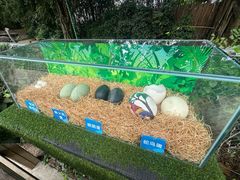 -广州长隆飞鸟乐园