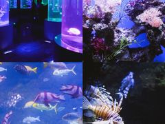 -南昌海洋公园
