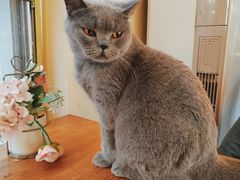 -猫小院猫主题餐厅(南锣旗舰店)