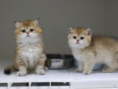 -lincat·猫舍(广州店)