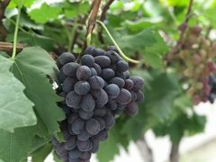 -金谷域澳洲庄园