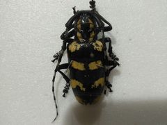 -上海昆虫博物馆