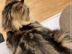 -COLOR PETS 撸猫馆·购猫·猫咖(长风大悦城店)