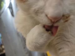 -平行世界·猫咖(首经贸店)