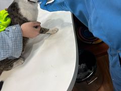 -瑞派动物医院·绝育·犬猫全科·预防医学(光景江南中店)