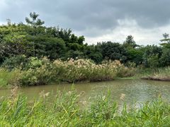 -福田红树林生态公园