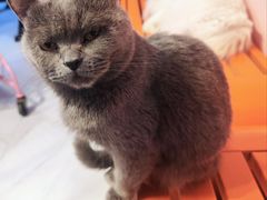 -我爱猫咪·猫咖·狗咖·安哥拉兔·羊驼咖(小寨华旗店)