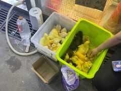 -花鸟鱼虫鲜花绿植市场(玉泉路店)