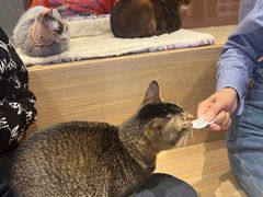 -米乐乖乖猫咪咖啡馆·猫咖(深圳湾后海汇店)
