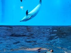 -海合安成都极地海洋公园