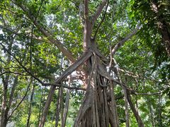 -中国科学院西双版纳热带植物园