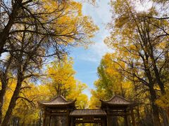 -金塔沙漠胡杨林景区
