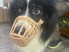 -严国平动物医院(德政总院)