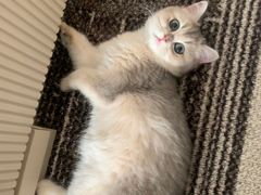 -唐小姐の猫狗洗护·购宠旗舰店(周浦万达店)