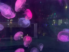 -泉城欧乐堡海洋极地世界