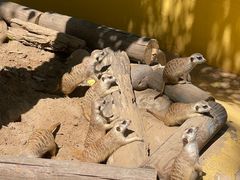 -北京野生动物园