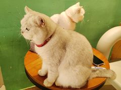-藏猫猫咖啡主题馆(中央大道店)