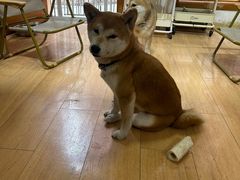 -是阿柴呀！柴犬咖啡·爱喵喵猫咖