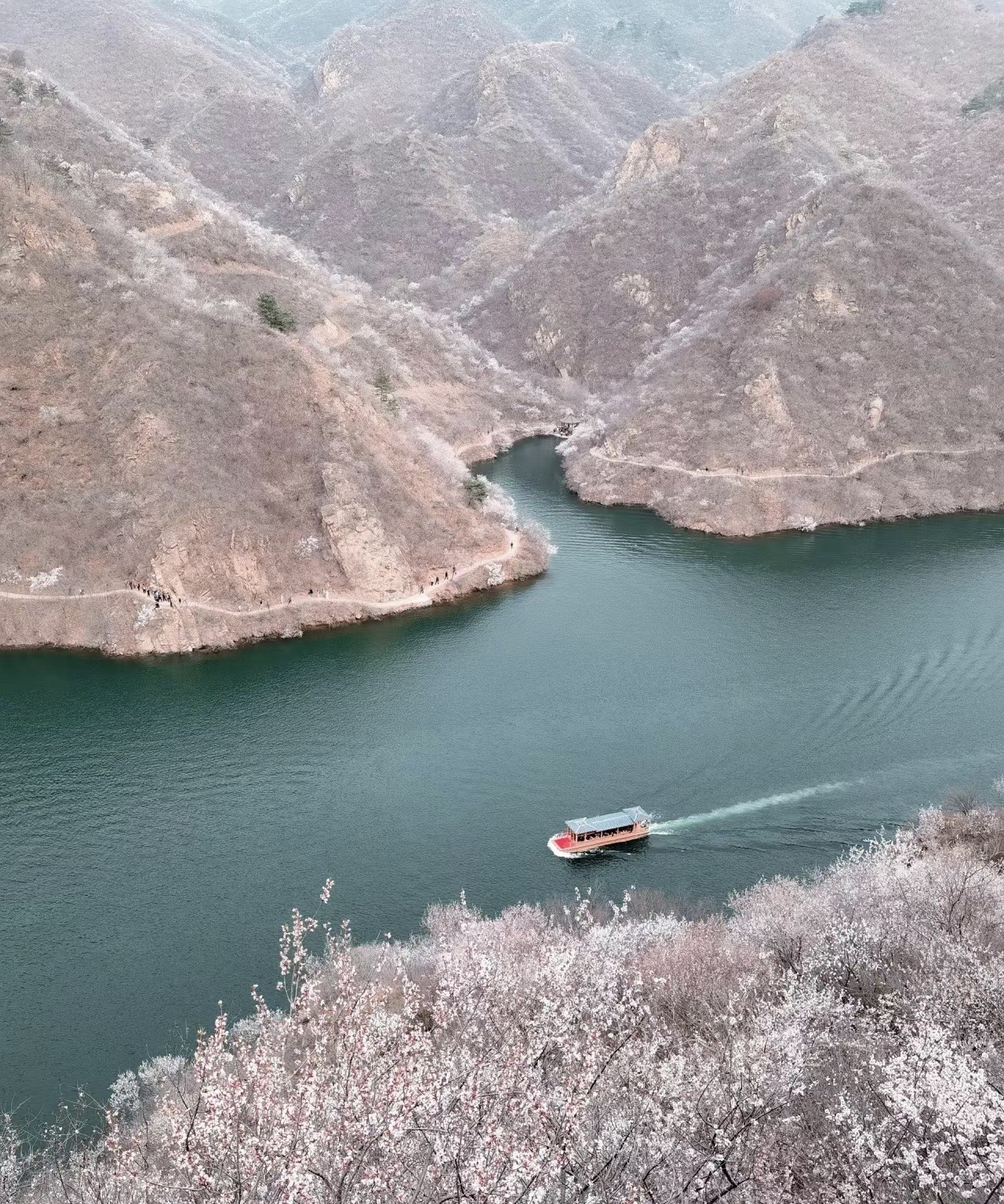 黄花水长城 桃花图片