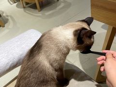 -藏猫猫咖啡主题馆(中央大道店)