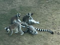 -西霞口神雕山野生动物世界
