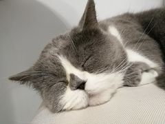 -喵的天空名猫咖啡馆·撸猫·猫舍·用品