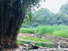 -成都市活水公园