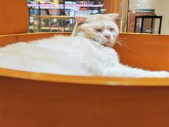 -藏猫猫咖啡主题馆(中央大道店)