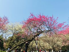 -杭州植物园