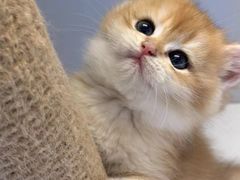 -十月米努特矮脚猫舍