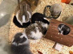 -momokira米努特·德文卷毛猫·棉花面纱犬